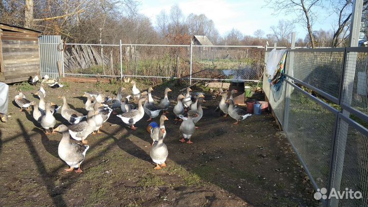 Инкубационное яйцо гусей