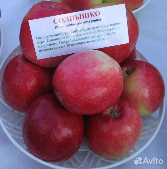 Саженцы яблони Солнышко