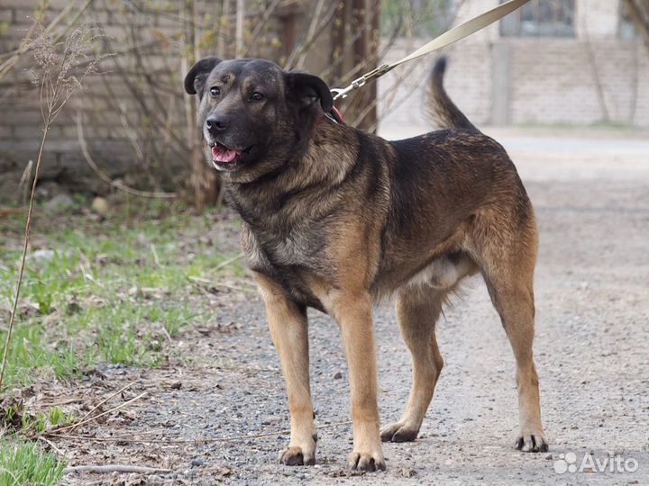 Собака Жора