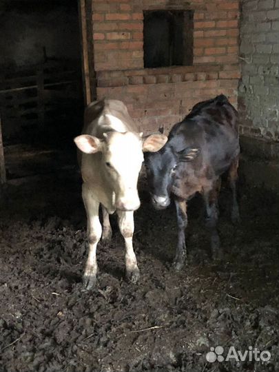 Бычёк и телочка