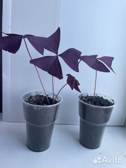 Кислица оксалис