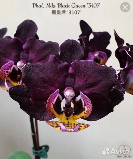 Орхидеи Фаленопсис азия