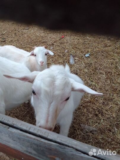 Козел зааненский