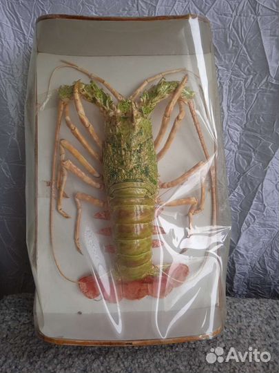 Омар (Рак )с сюрпризом