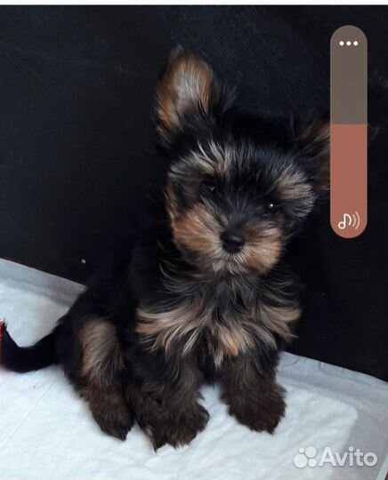 Йоркширский терьер щенки