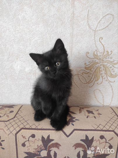 Кошечка в добрые руки