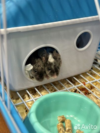 Мыши декоративные кудрявые (тексель)