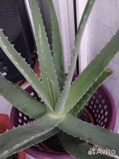 Алоэ вера лечебный