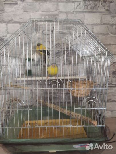 Кенар и канарейка