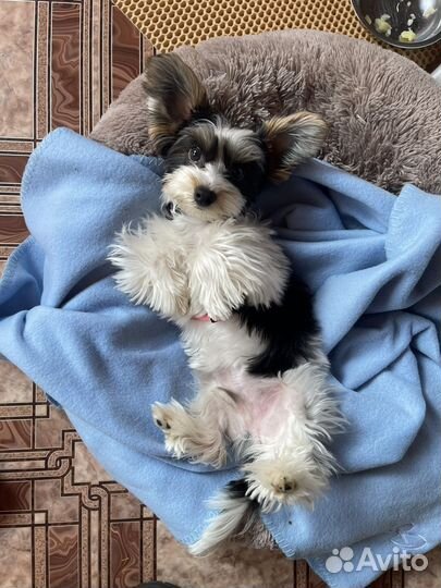 Бивер йорк вязка