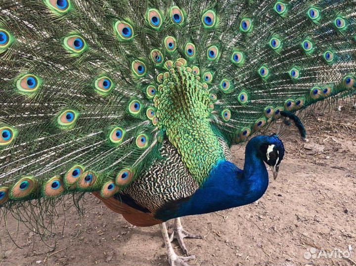 Павлинка с павлинятами