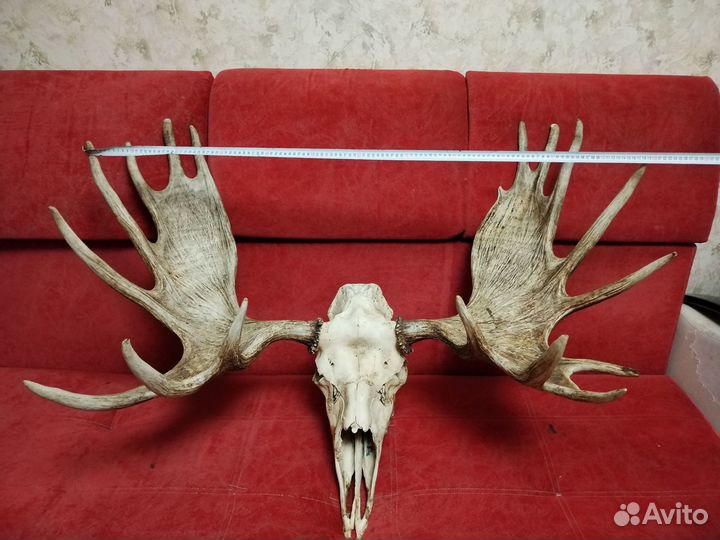 Лосиные рога с черепом