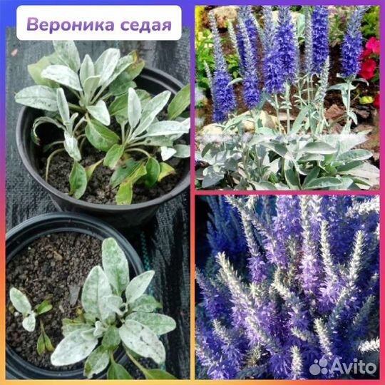 Растения для сада