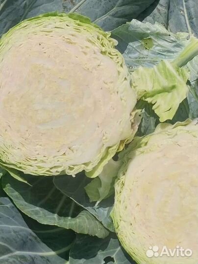 Капуста оптом