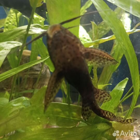 Сом перевертыш