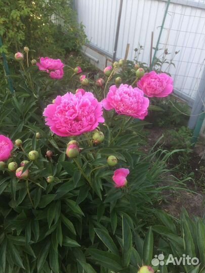 Корни пионов