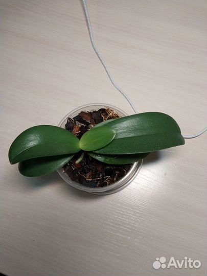 Орхидея фаленопсис мини