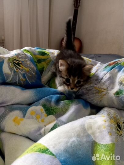 Кошка в дар