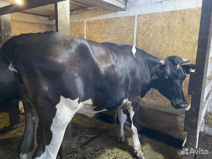 Телка сельная