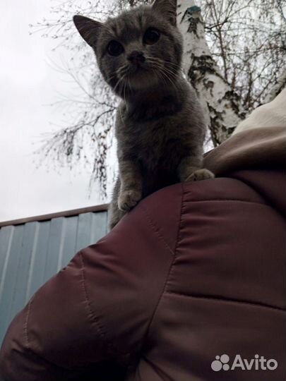 Котёнок британский