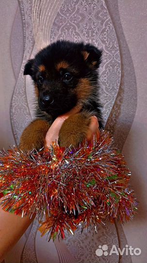 Немецкая овчарка