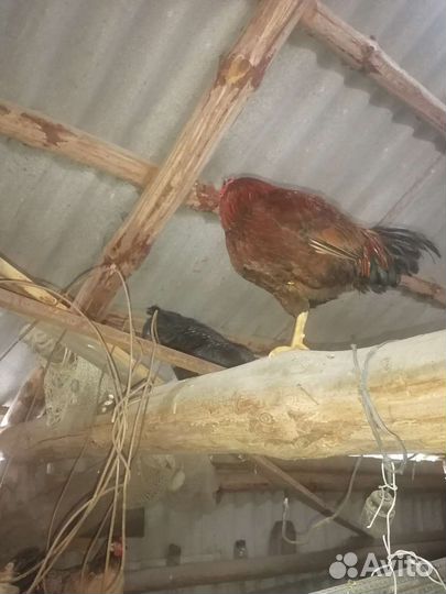 Петухи,молодняк