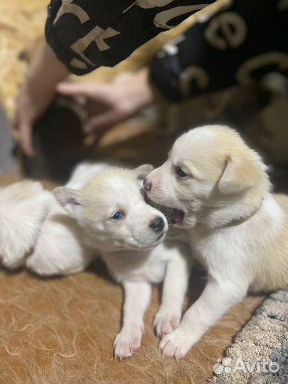 Щенки