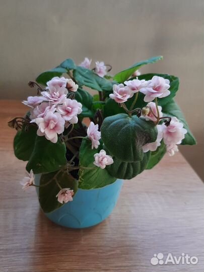 Миниатюрные фиалки