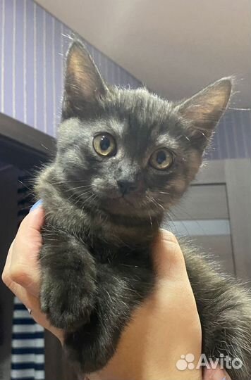 Шотландская