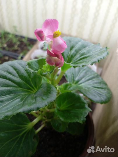 Комнатные растения