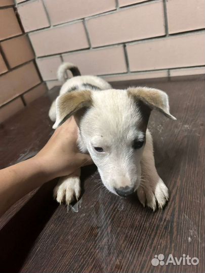 Щенки. мальчики и девочки. С Ушами.) В добрые