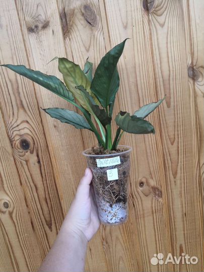 Спатифиллум милк гофра