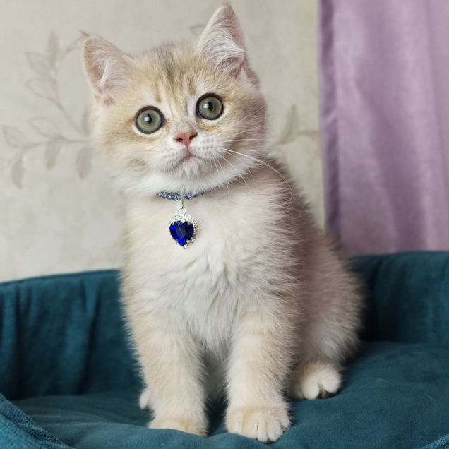 Британский короткошёрстный котёнок