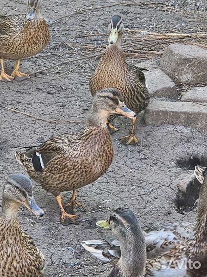 Подсадные утки