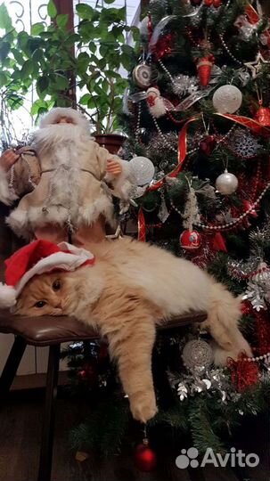 Передержка котов
