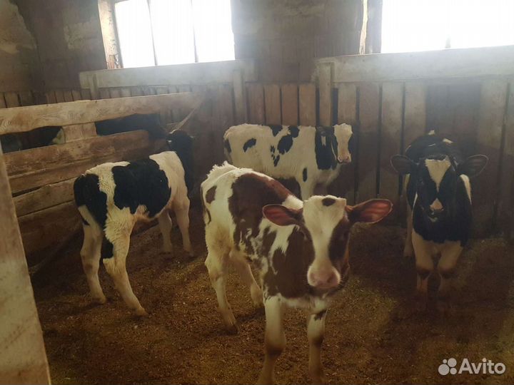 Молодняк крс