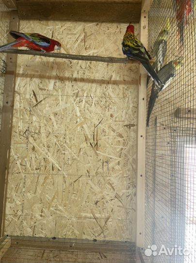 Попугай с гарантией