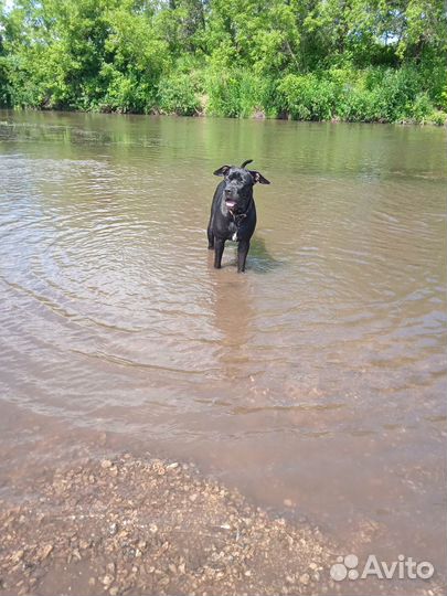 Собака кане-корсо