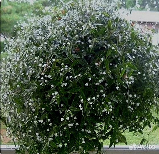 Традесканция фата невесты (гибазис)