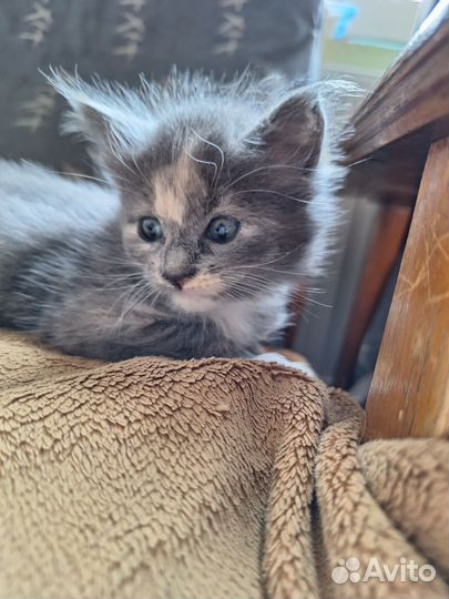 Котята мейн-кун метисы