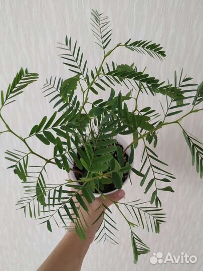 Тамаринд индийский