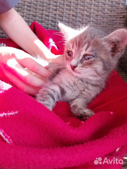 Отдаю бесплатно котёнка В добрые руки В Тюлячах