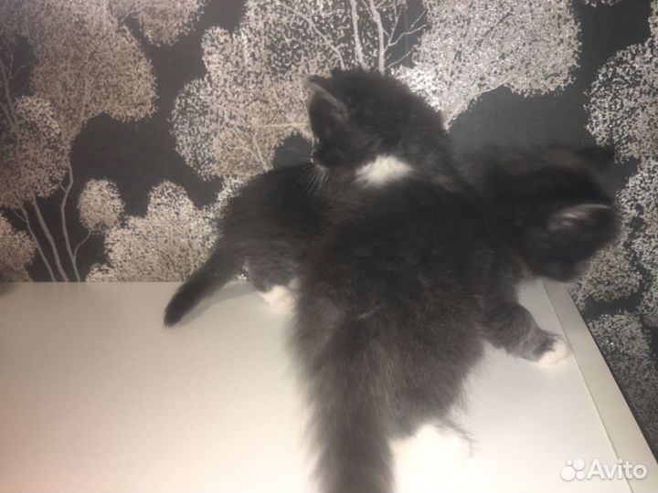 Котята в дар бесплатно