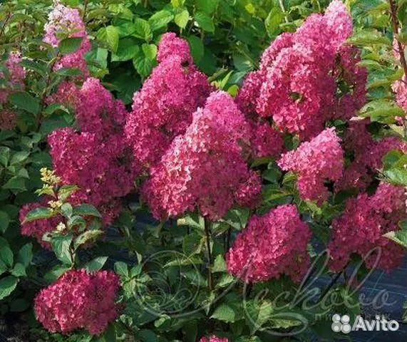 Гортензия Фрайз Мельба