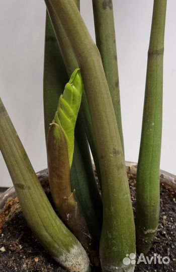 Замиокулькас