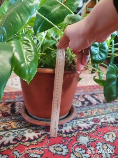 Филодендрон