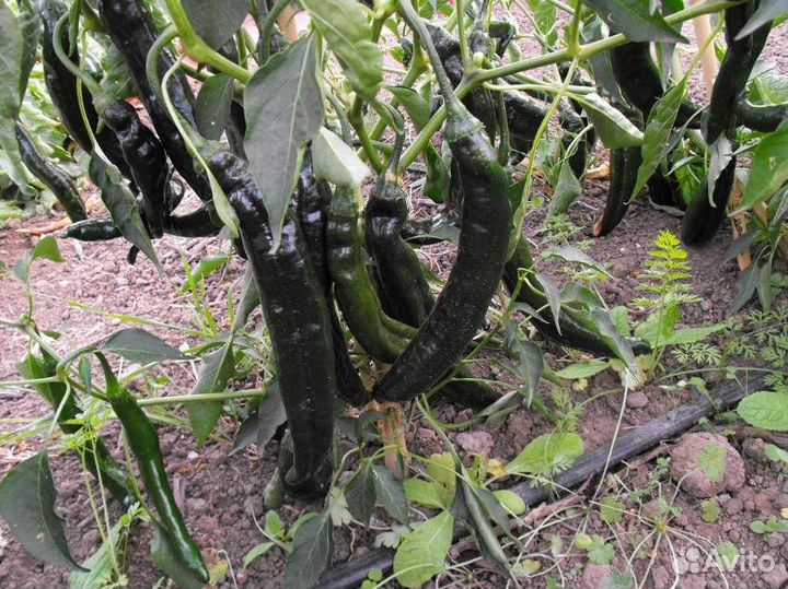 Перцы декоративные острые сьедобные