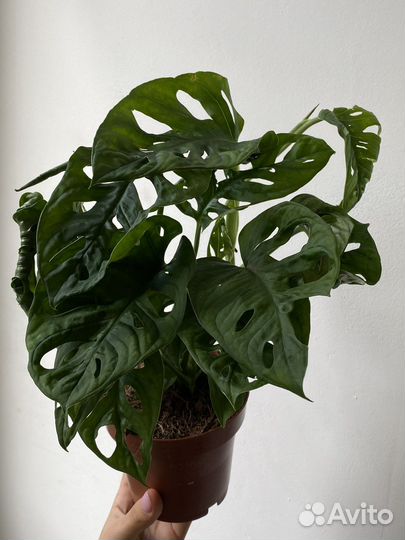 Монстера манки маск Monstera Monkey Mask