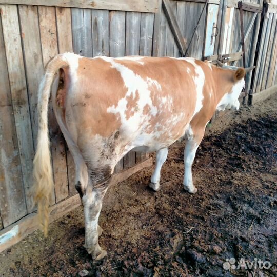 Продажа крс обмен на овец