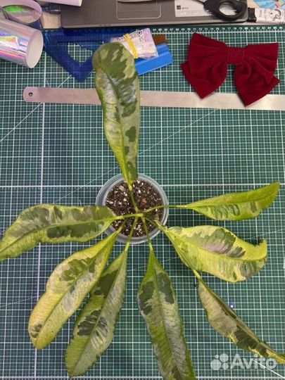 Промежуток кротон тамара